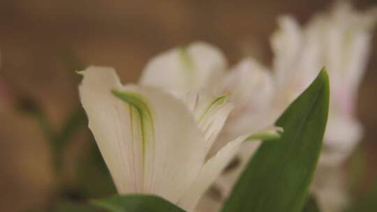 白花的微距镜头