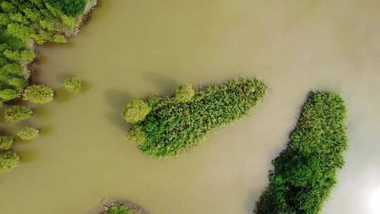 春天广州湿地公园航拍视频素材模板下载