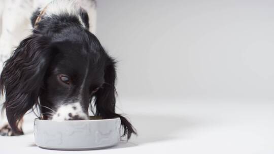 宠物狗在吃食物特写镜头视频素材模板下载