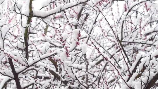 白雪覆盖着杏花