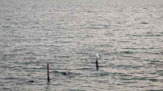 一只站在海中木桩上的白鹭