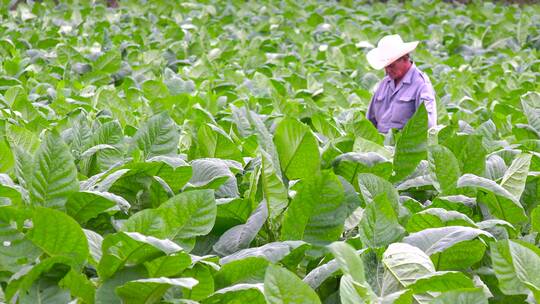 烟农在农田里工作