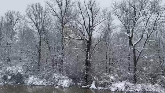 冬天树林里的雪景