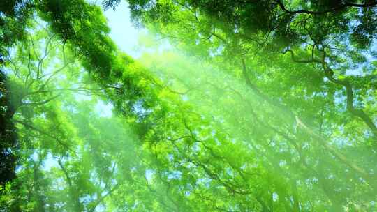 光线阳光穿过森林树林 丁达尔效应 耶稣光