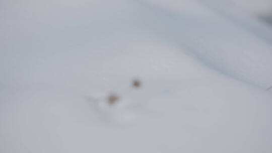 阳光雪地里的一簇枯草变焦特写4k50帧灰片