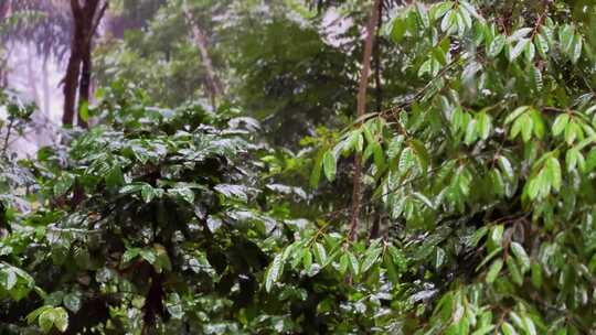 茂密森林中的阵雨。水滴固定在绿叶上。热带