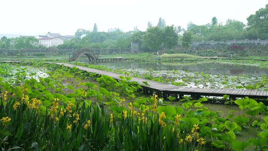 中国科学院武汉植物园荷花展示区