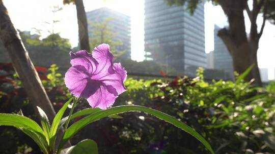 花 小花 紫色花 绿化 路边 景观