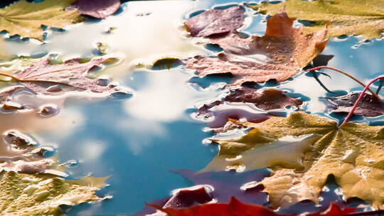 水滴落在飘满枫叶的湖面上