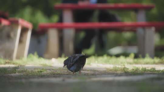 Pigeon，布达佩斯， Park，匈牙