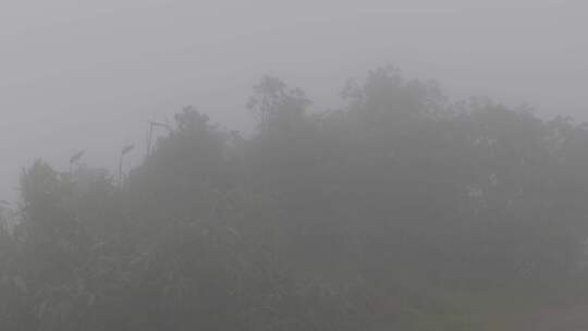雾气迷雾森林树木