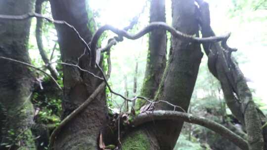 X浙江温州泰顺县乌岩岭白天山林