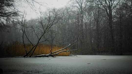 鸟，雪，树，雪