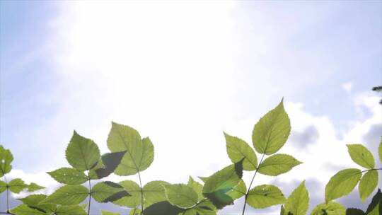 夏季烈日炎炎的太阳