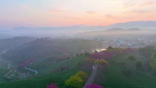 福建龙岩永福樱花茶园