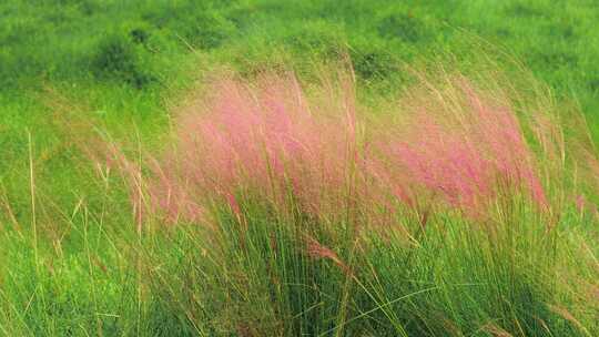微风中的粉黛子草正处于花期
