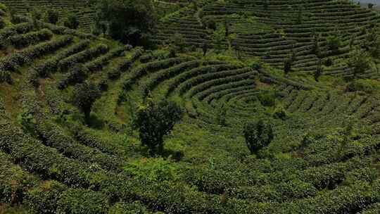 茶叶茶园茶山空镜