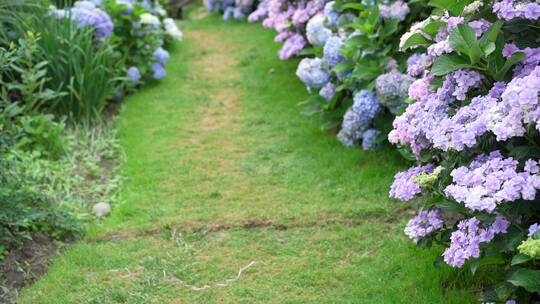 【精品】绣球花绣球花语绿植园艺园林