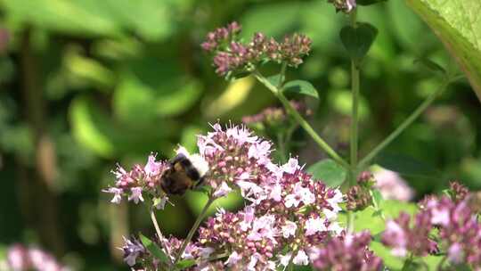 蜜蜂在花朵上飞翔采蜜的特写镜头