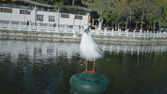 翠湖海鸥红嘴鸥人文昆明人与自然