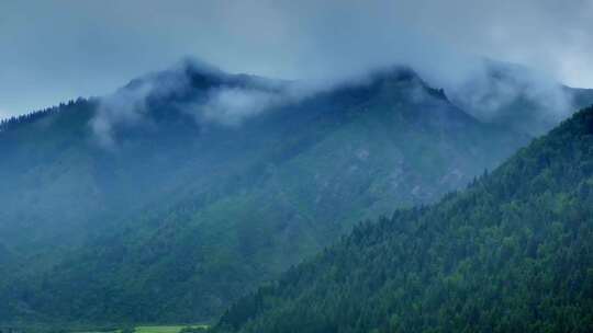 山川云雾 高山 森林植被