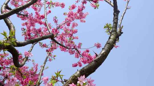 武汉市东湖磨山樱花园粉色樱花特写4k视频