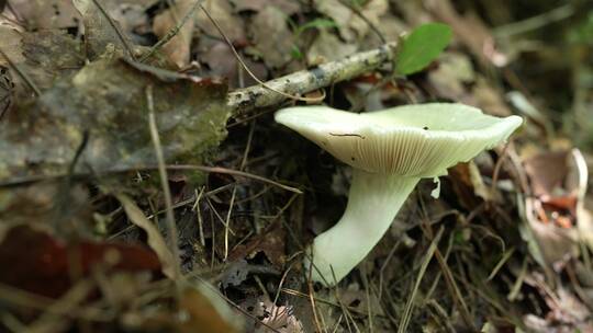 【4K原创】原始森林野生蘑菇绿色苔藓植物7