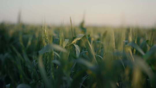小麦、田地、作物、秸秆