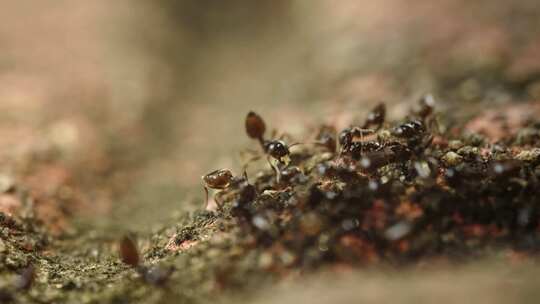 微观世界蚂蚁