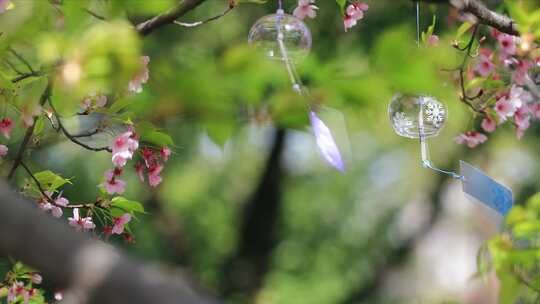 唯美樱花下摇摆的风铃 樱花风铃