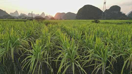 黑皮甘蔗果蔗种植基地