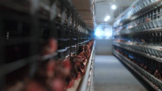 养鸡场基地产业鸡舍养殖饲养鸡蛋鸡肉视频素材模板下载