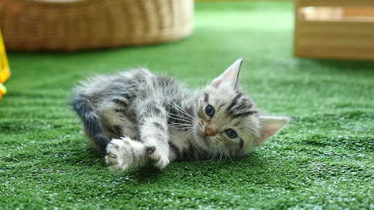 可爱的美国短毛小猫躺在绿色的草地上