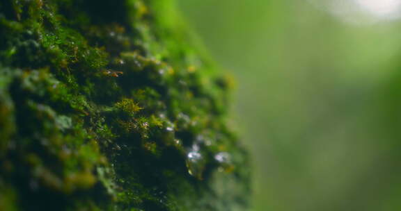 大自然  春天  夏天  苔藓 下雨8