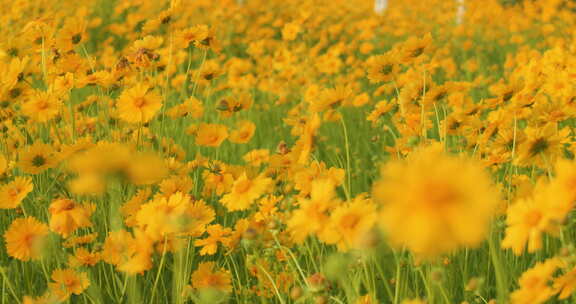 夏日阳光穿透花草手拂花朵