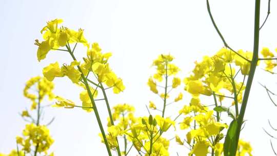 油菜花 春天