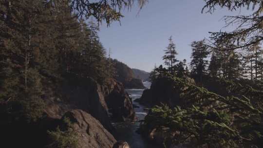 女人，徒步旅行，太平洋海岸，森林