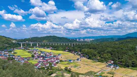 美丽乡村秋收金黄稻田田园航拍延时