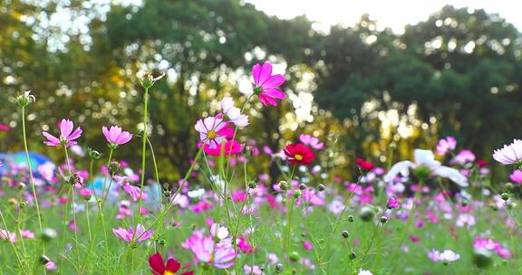 慢镜头格桑花