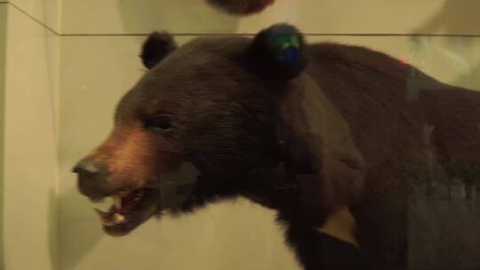 黑熊棕熊标本视频素材模板下载