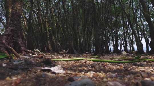 深圳湾红树林湿地生态系统