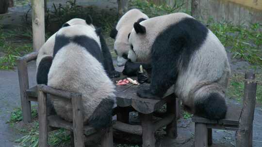 大熊猫熊猫幼崽国宝