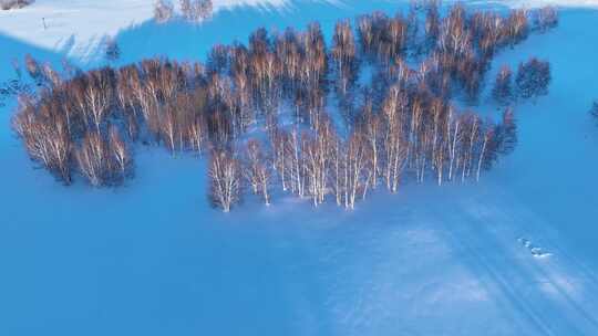 银色雪原冰雪白桦林