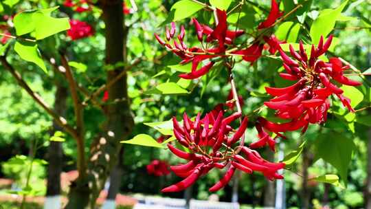 龙牙花牙花花朵花象牙红龙芽花