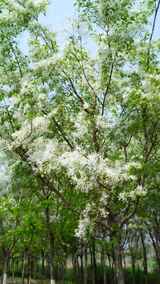 4K植物空镜素材——流苏花高清在线视频素材下载