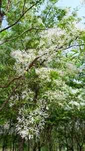 4K植物空镜素材——流苏花