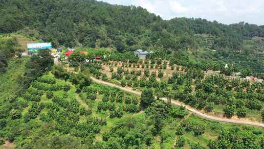 金柚丰收密柚种植基地