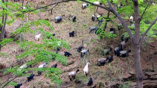 山羊群在春季的山坡上吃草