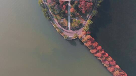 湖北武汉东湖风景区秋季风光