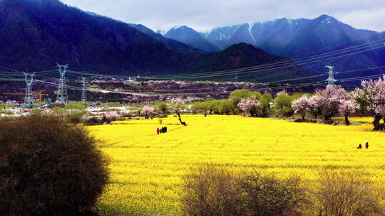 西藏林芝米林桃花油菜花乡村